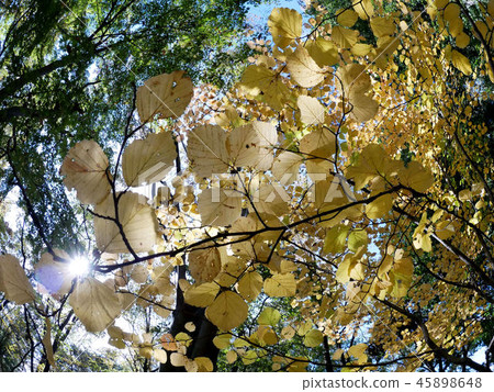 Yellow leaves Yellow leaves 45898648