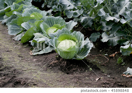 Cabbage of the field 45898848