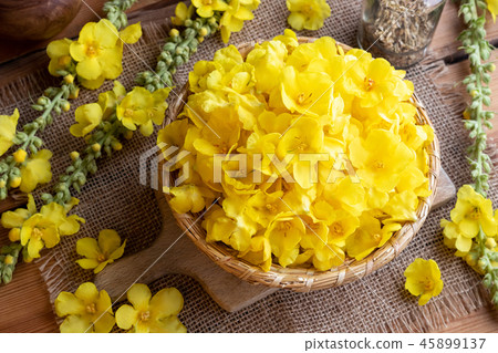 Fresh mullein flowers in a wicker basket Fresh mullein flowers in a wicker basket 45899137