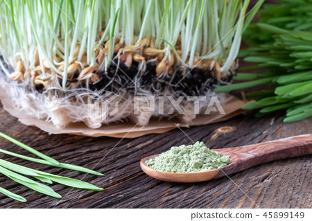 Barley grass powder on a spoon with fresh barley 45899149