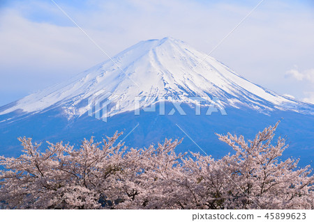 Cherry Fuji Mt. Lake Kawaguchi Cherry Fuji Mt. Lake Kawaguchi 45899623
