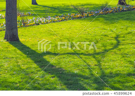 Tree shadow on green grass 45899624
