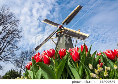 Dutch windmill and colorful tulips 45899625