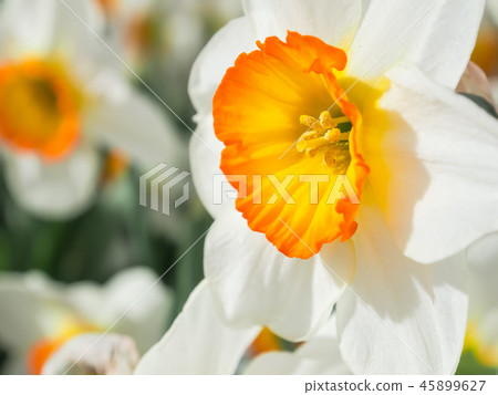 White daffodil flowers, known as Paperwhite White daffodil flowers, known as Paperwhite 45899627