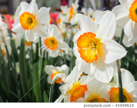 White daffodil flowers, known as Paperwhite White daffodil flowers, known as Paperwhite 45899628