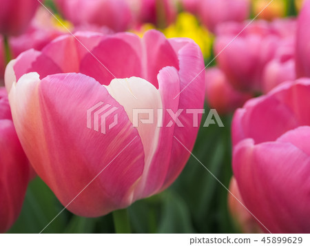 Red and pink tulips in field Red and pink tulips in field 45899629