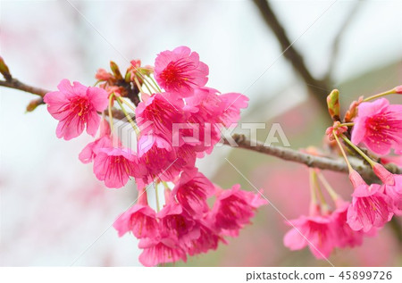 漢櫻 漢櫻 45899726