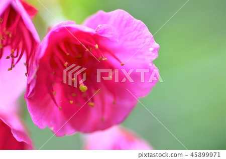 Hikanzakura Hikanzakura 45899971