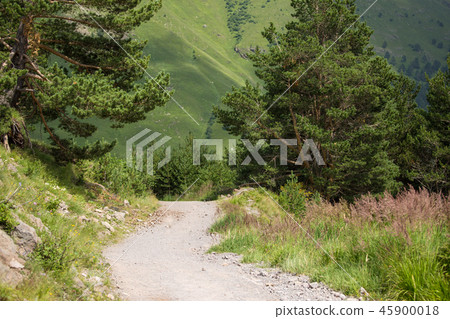 Image of road in forest 45900018