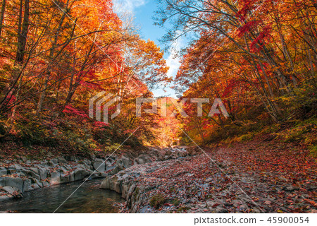 Autumn leaves in the Nakatsugawa valley 45900054