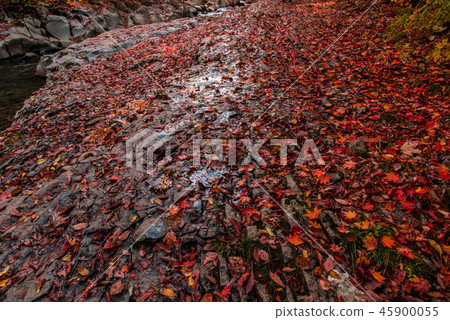 Autumn leaves in the Nakatsugawa valley 45900055