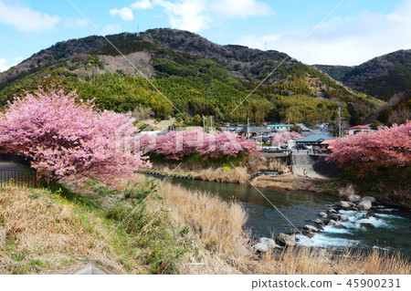 河津櫻花盛開的河水流淌 河津櫻花盛開的河水流淌 45900231