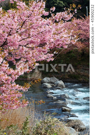 Kawazu櫻花和盛開的河流 Kawazu櫻花和盛開的河流 45900232