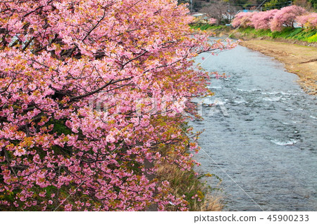 河津櫻花盛開 河津櫻花盛開 45900233