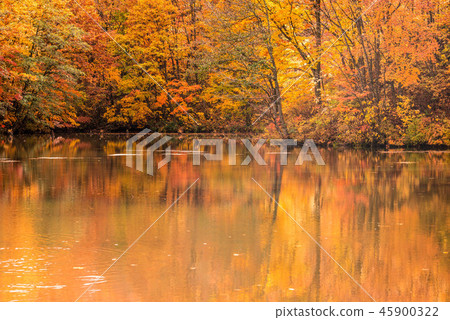 Autumn leaves of Ura Bandai Autumn leaves of Ura Bandai 45900322