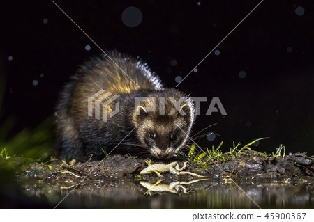 European polecat with frog prey European polecat with frog prey 45900367