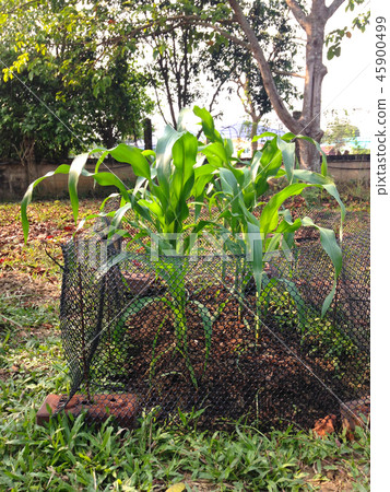 little green corn field little green corn field 45900499