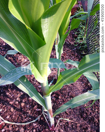 little green corn field little green corn field 45900500