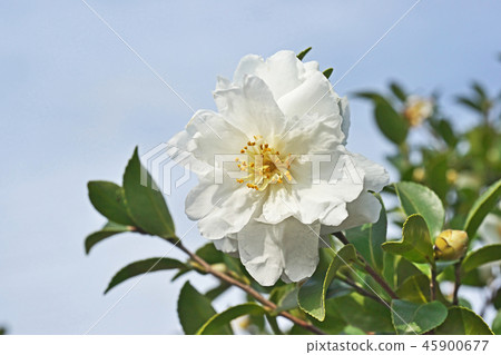 White sasanqua flower 45900677