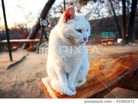 cat, zoological, a creature 45900872
