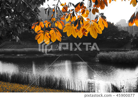 韓國 漢城 首爾 45900877