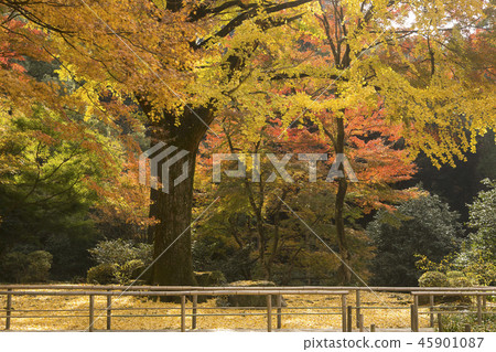 Miyama City Kiyomizu Temple Autumn leaves 45901087