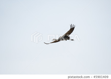 Nabe-zuru Flight Izumi 45901409