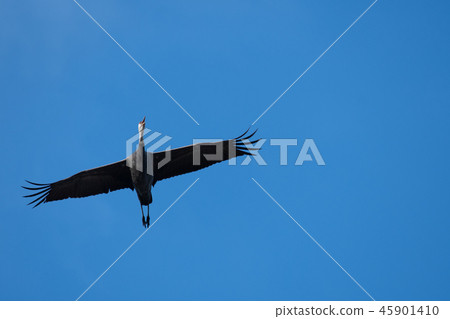 Nabe-zuru Flight Izumi 45901410