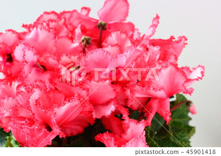 Cyclamen Cyclamen 45901418