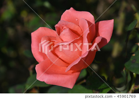 Rose (Catherine Deneuve) 45901769