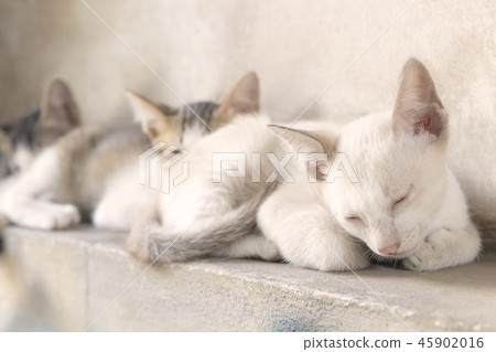 Cute little kitten is sleeping on wall background 45902016