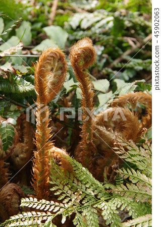 Sprouts of ferns 45902063