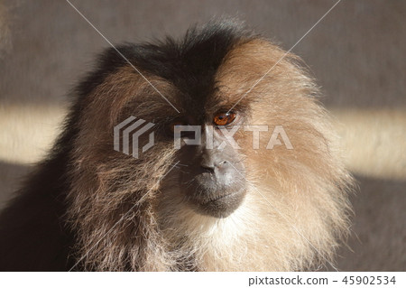 White-tailed monkey White-tailed monkey 45902534