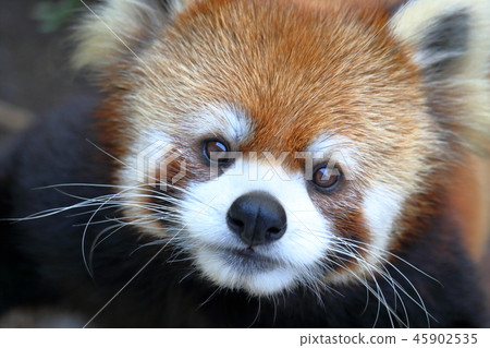 Lesser panda adorable 45902535
