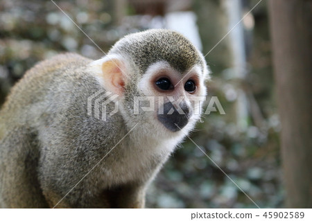 Squirrel monkey 45902589