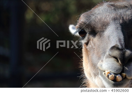 Lama Smile Lama Smile 45902600