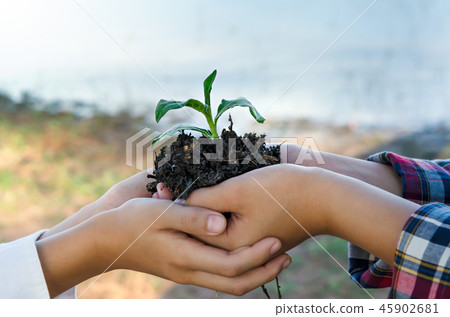 hands  holding young plant 45902681