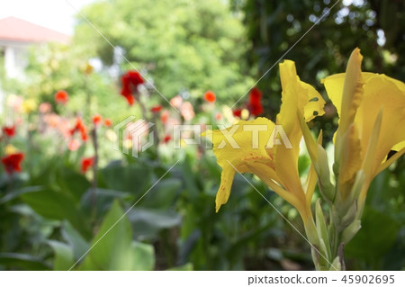 明亮的黃色花 明亮的黃色花 45902695