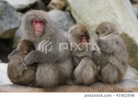 Snow monkey Snow monkey 45902696