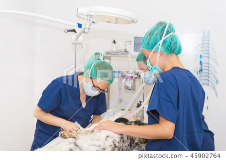 team of veterinarians in the surgical room 45902764