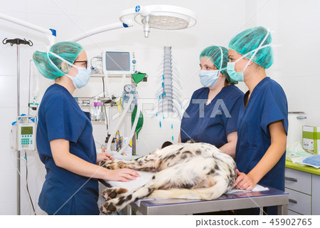 team of veterinarians in the surgical room 45902765