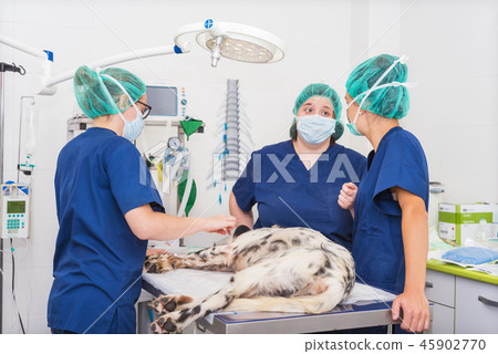 team of veterinarians in the surgical room team of veterinarians in the surgical room 45902770