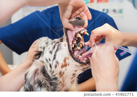 Dog intubated in surgery room of veterinary clinic 45902771