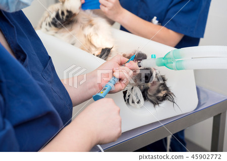 Dog intubated in surgery room of veterinary clinic 45902772