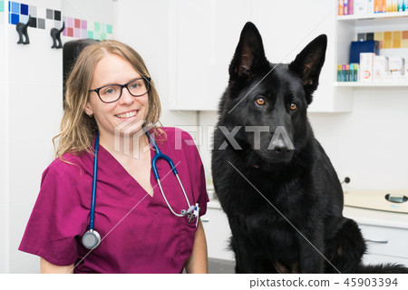 Female veterinary doctor using stethoscope 45903394