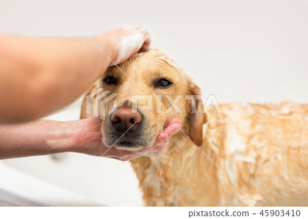 Labrador retriever taking a bath. 45903410