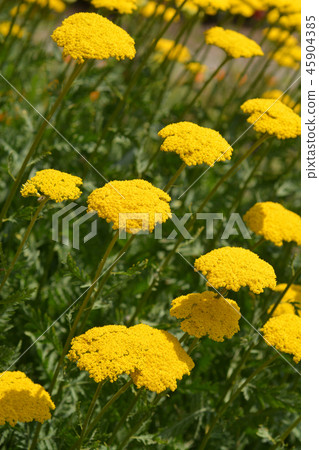 Gold plate yarrow 45904385