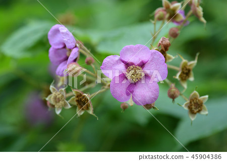 Flowering raspberry 45904386