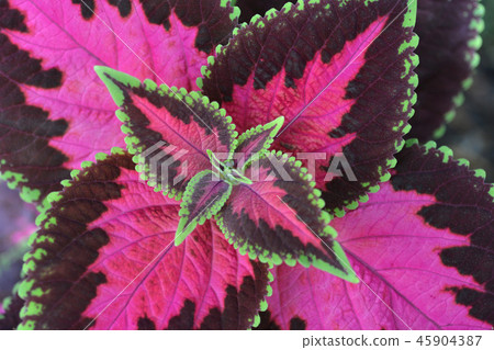 Painted nettle 45904387