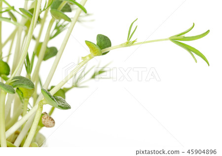 Sweet lupin bean seedlings, front view 45904896